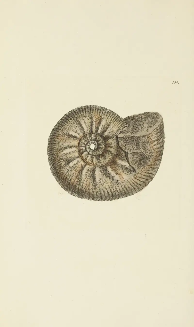 The mineral conchology of Great Britain Pl.288 av James Sowerby