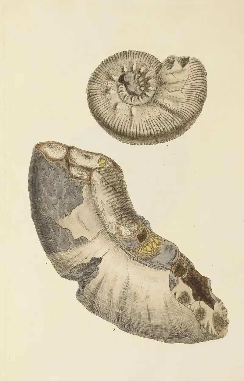 The mineral conchology of Great Britain Pl.289 av James Sowerby