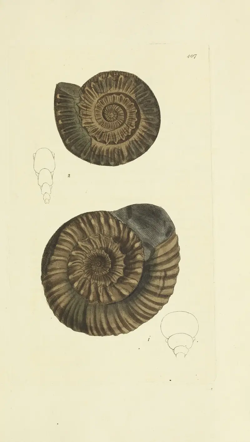 The mineral conchology of Great Britain Pl.290 av James Sowerby