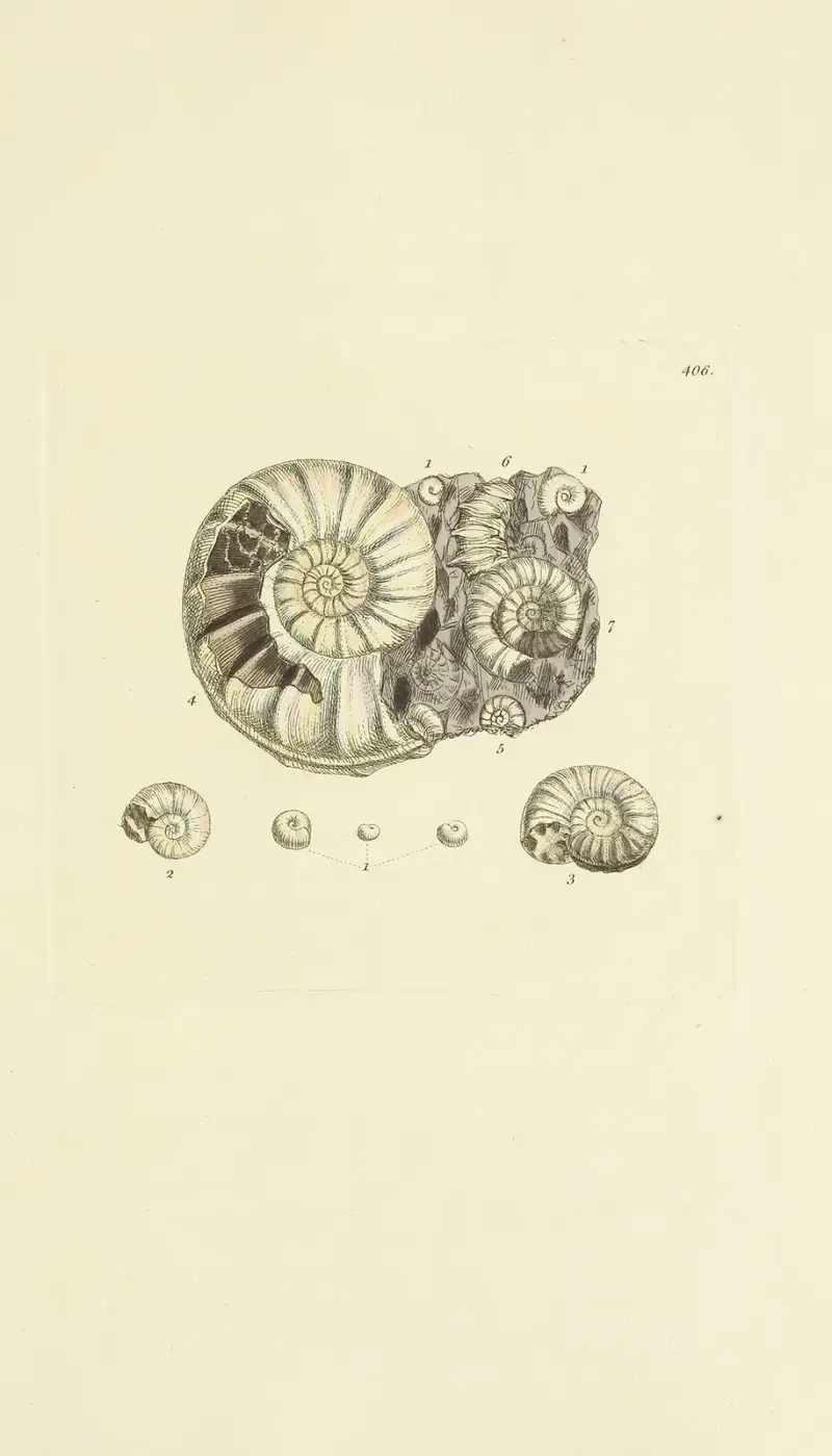 The mineral conchology of Great Britain Pl.291 av James Sowerby