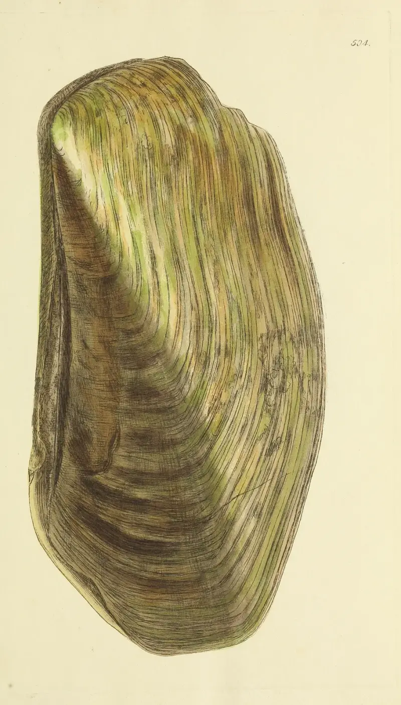 Mineralconchyliologi från Storbritannien, pl. 292 av James Sowerby