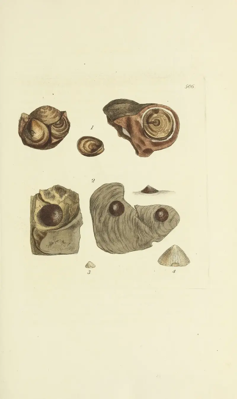 The mineral conchology of Great Britain Pl.294 av James Sowerby