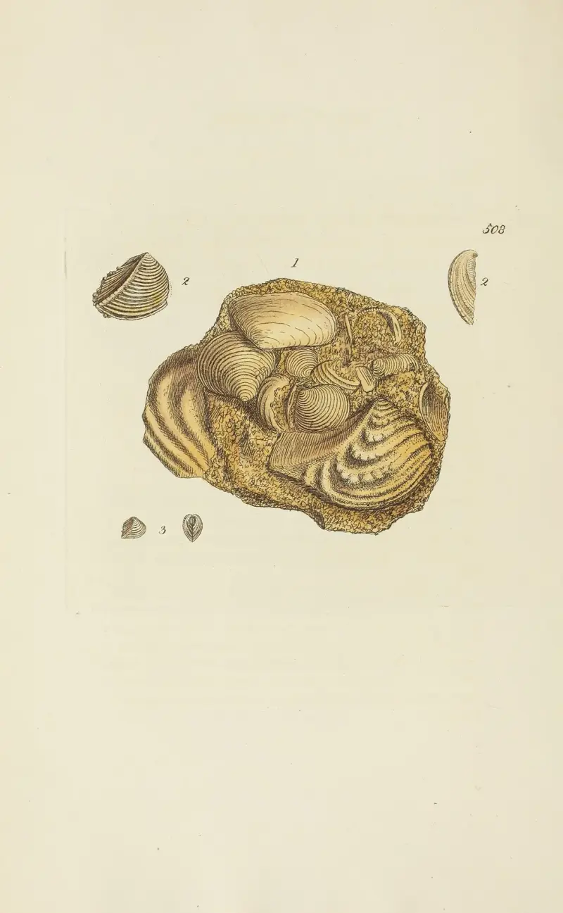 The mineral conchology of Great Britain Pl.296 av James Sowerby