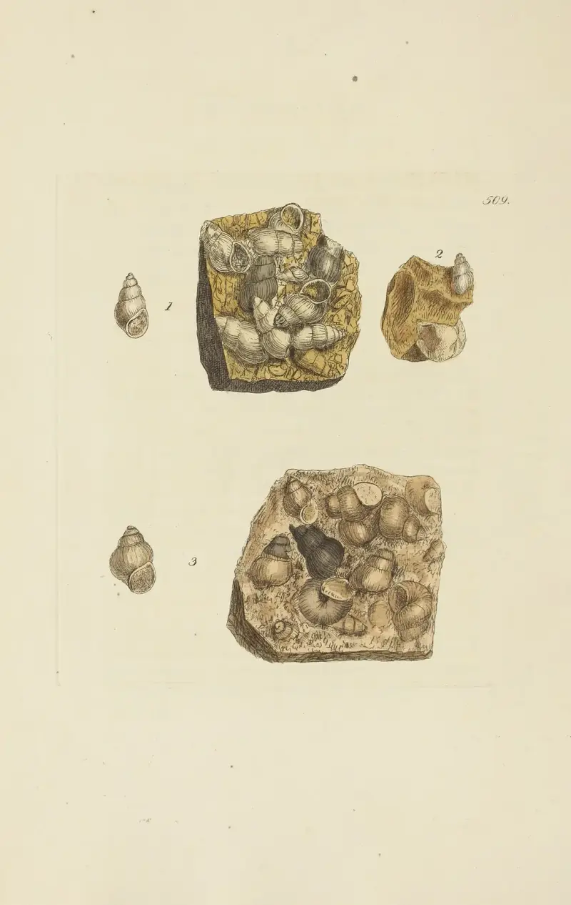 The mineral conchology of Great Britain Pl.297 av James Sowerby