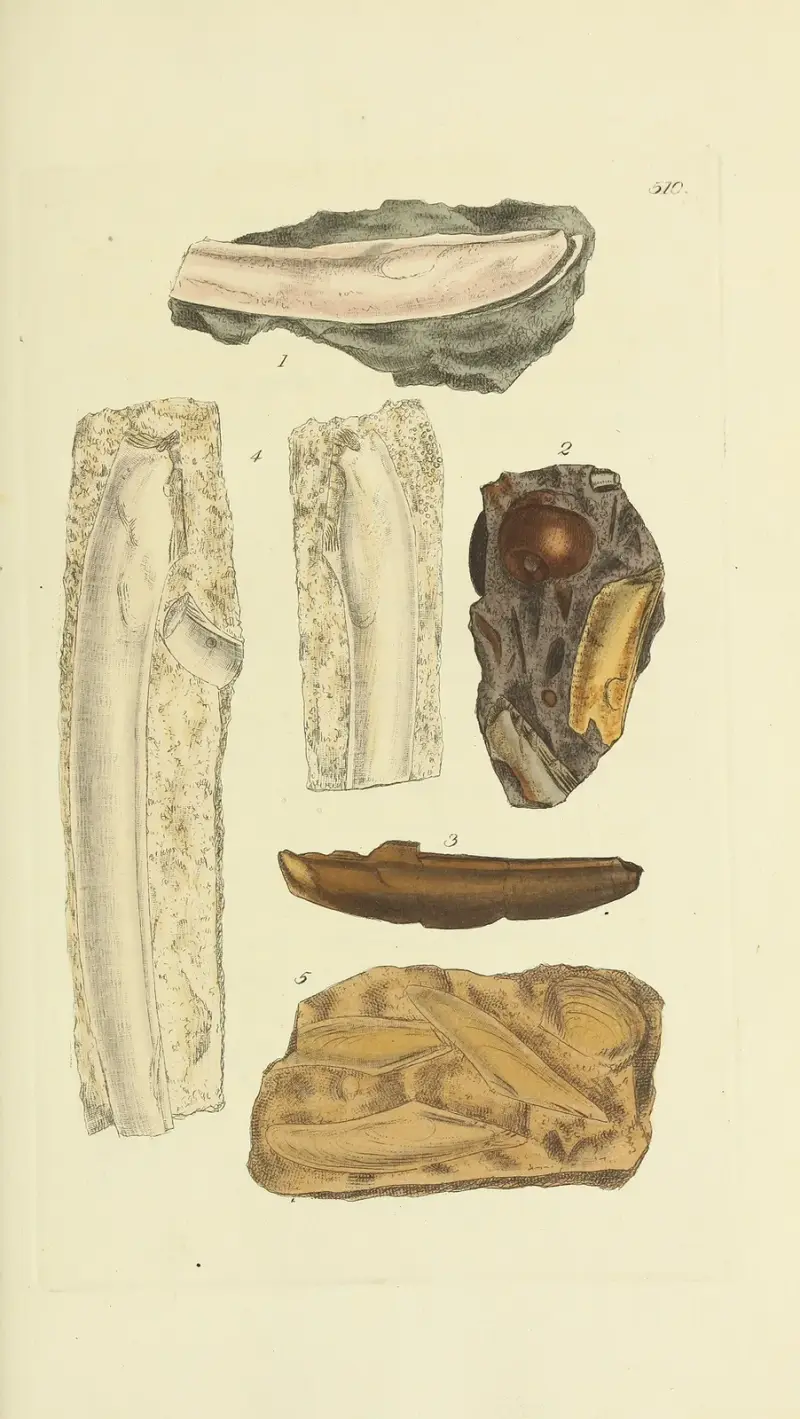 Mineralisk conchyliologi från Storbritannien, pl. 298 av James Sowerby