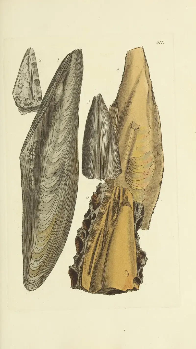 Die Mineral-Conchologie Großbritanniens Taf. 299 von James Sowerby