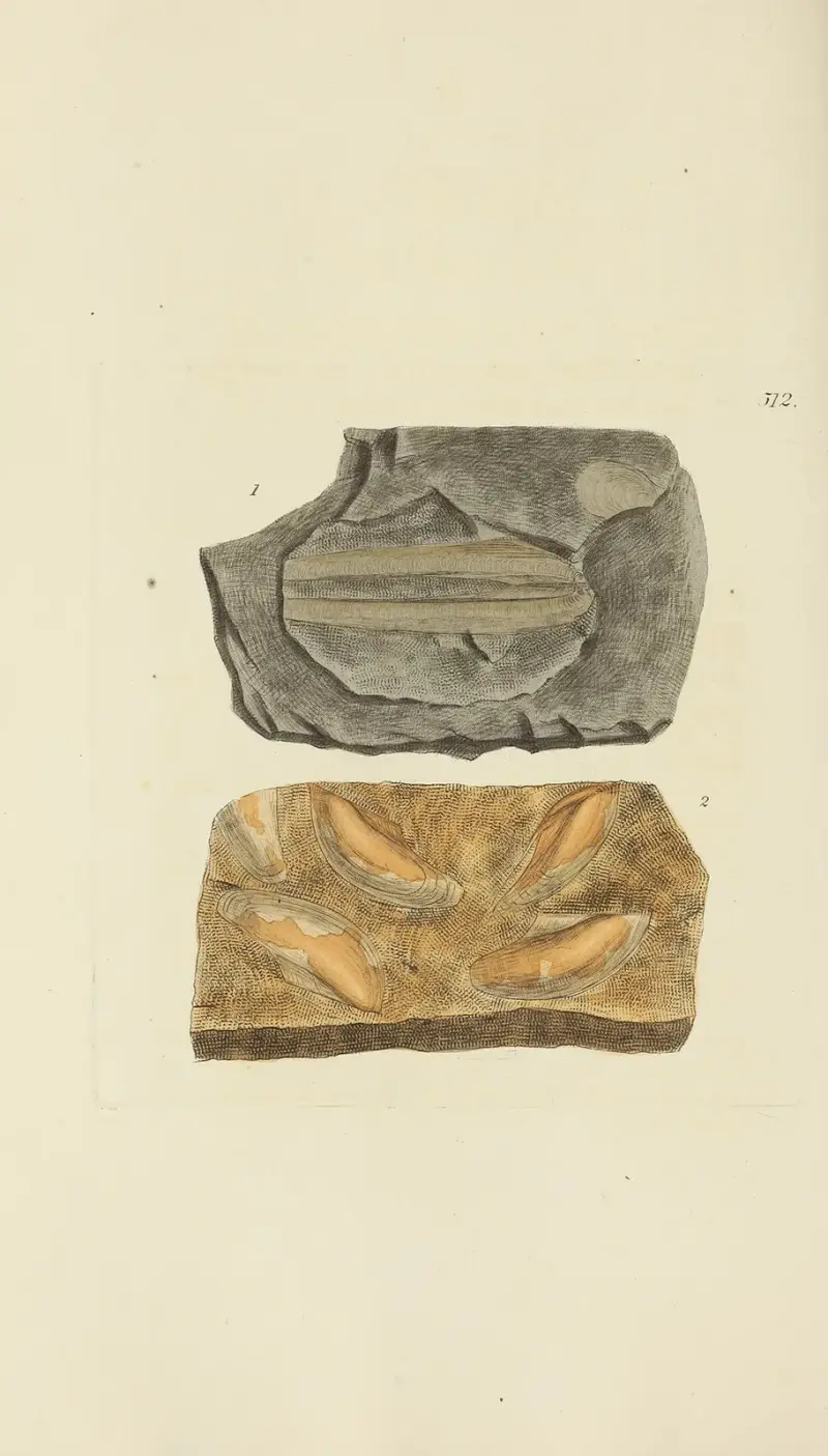 The Mineral Conchology of Great Britain, plansch 300 av James Sowerby