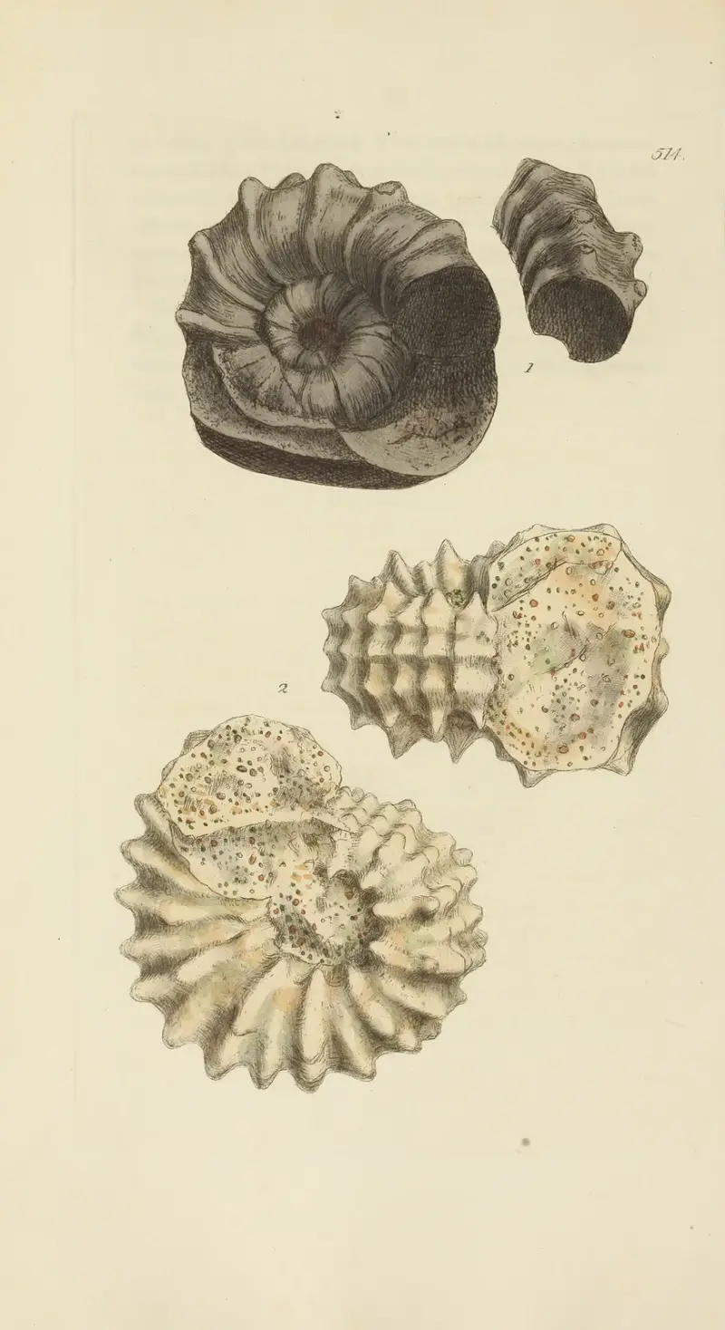 The mineral conchology of Great Britain Pl.302 av James Sowerby