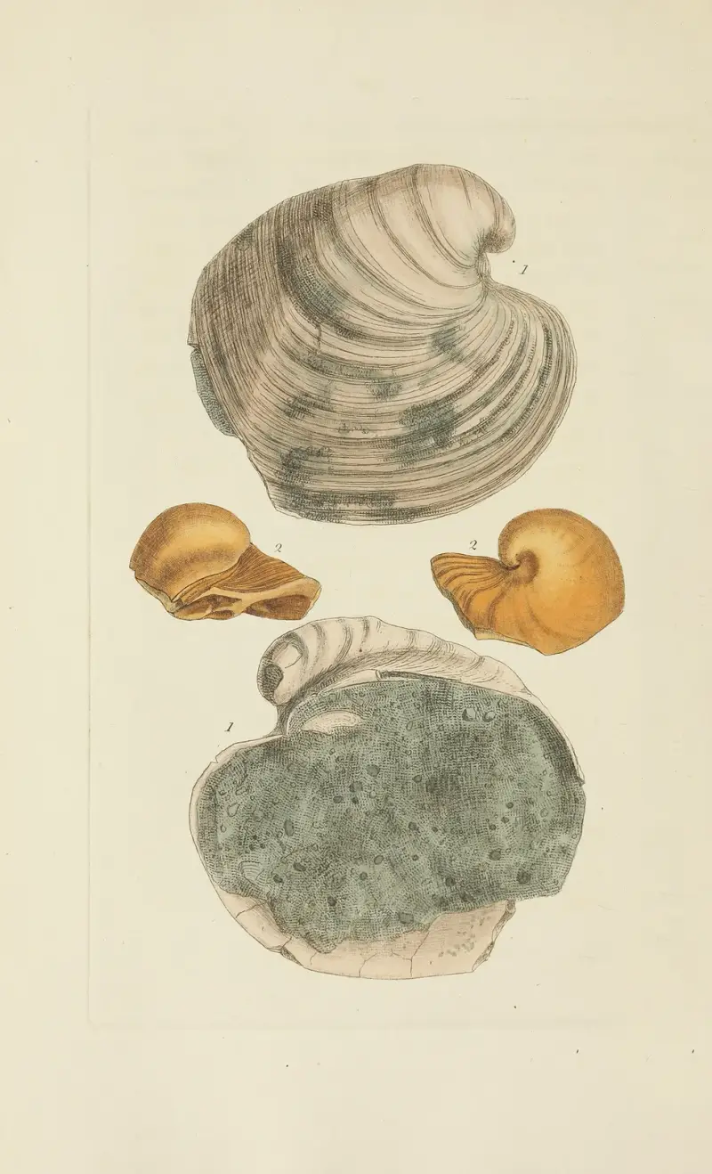 The Mineral Conchology of Great Britain, pl. 304 av James Sowerby