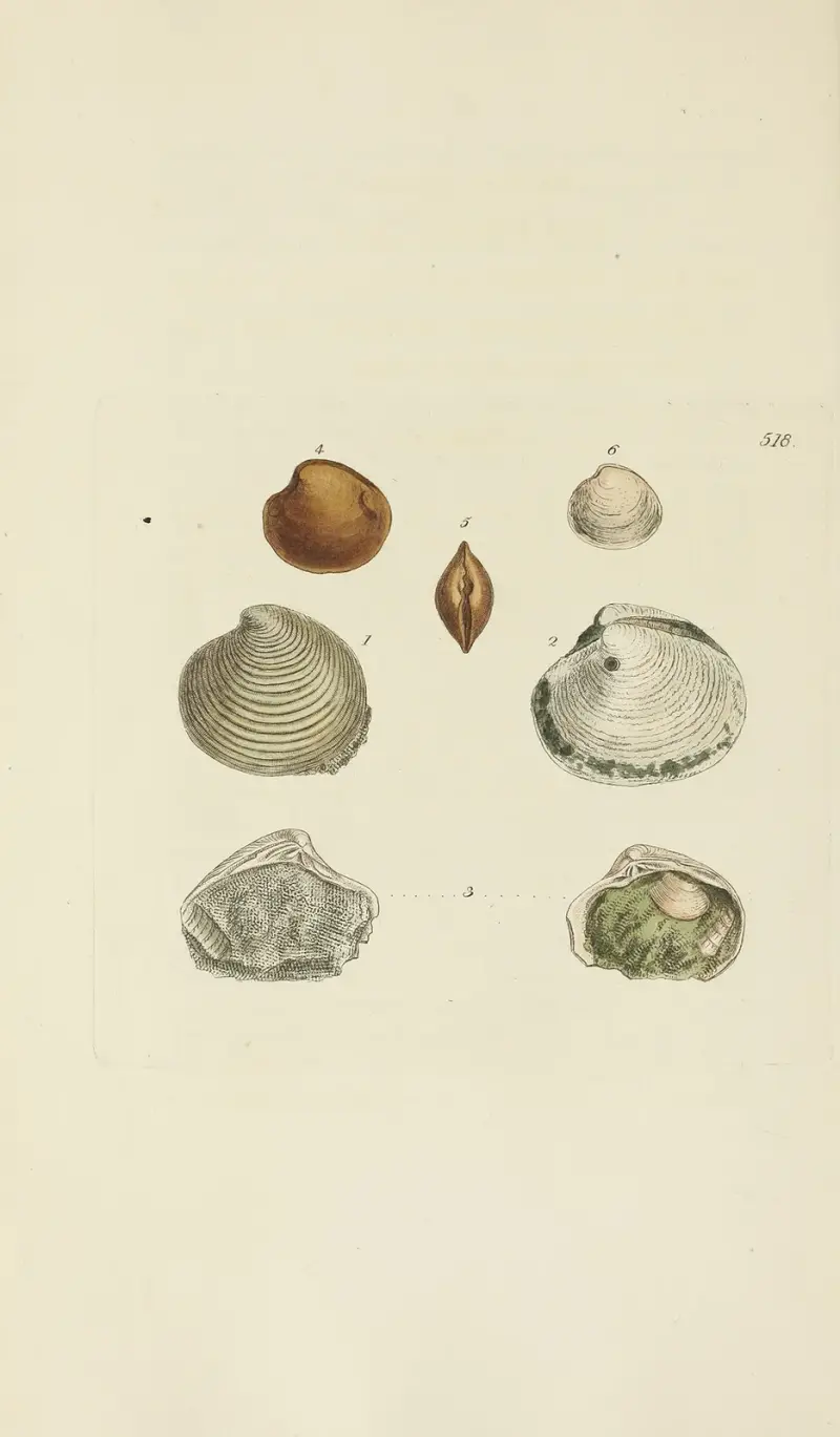 The mineral conchology of Great Britain Pl.306 av James Sowerby