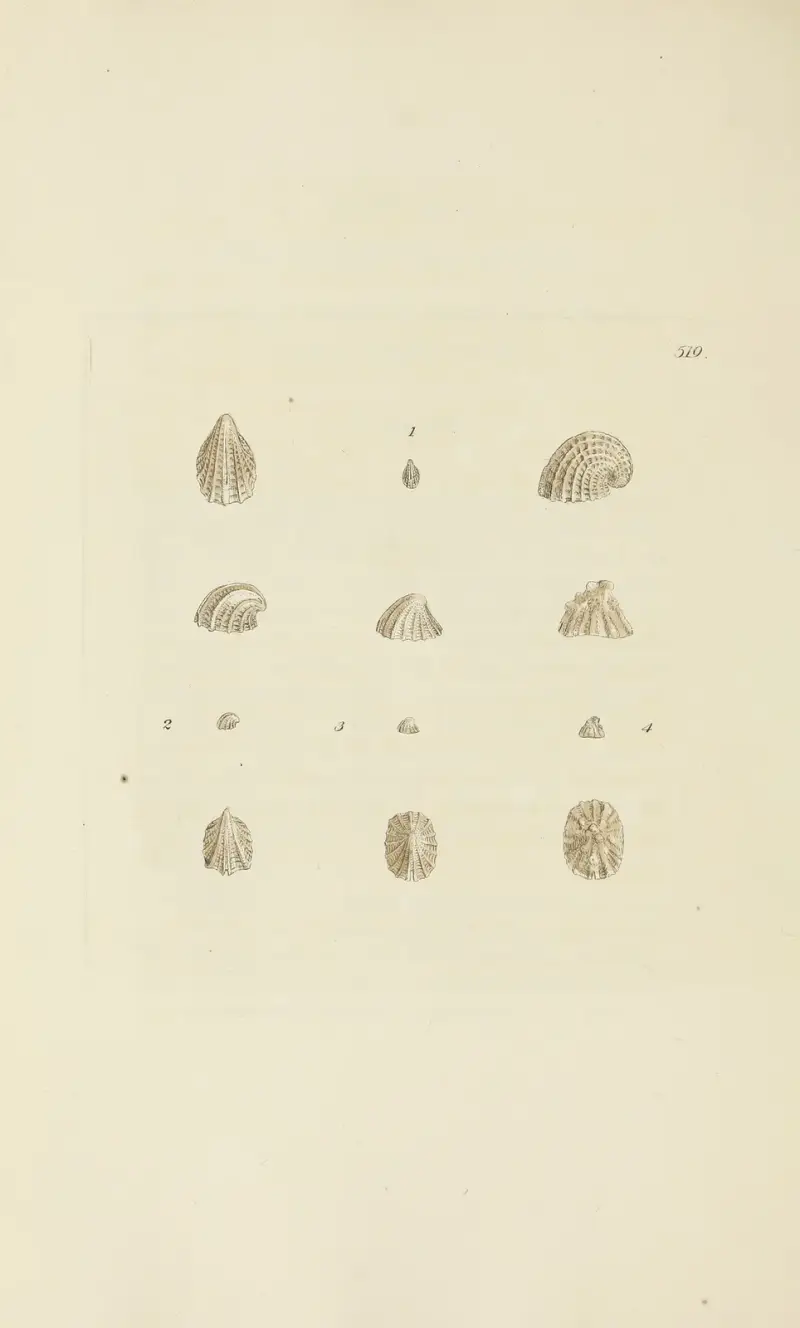 The mineral conchology of Great Britain Pl.307 av James Sowerby