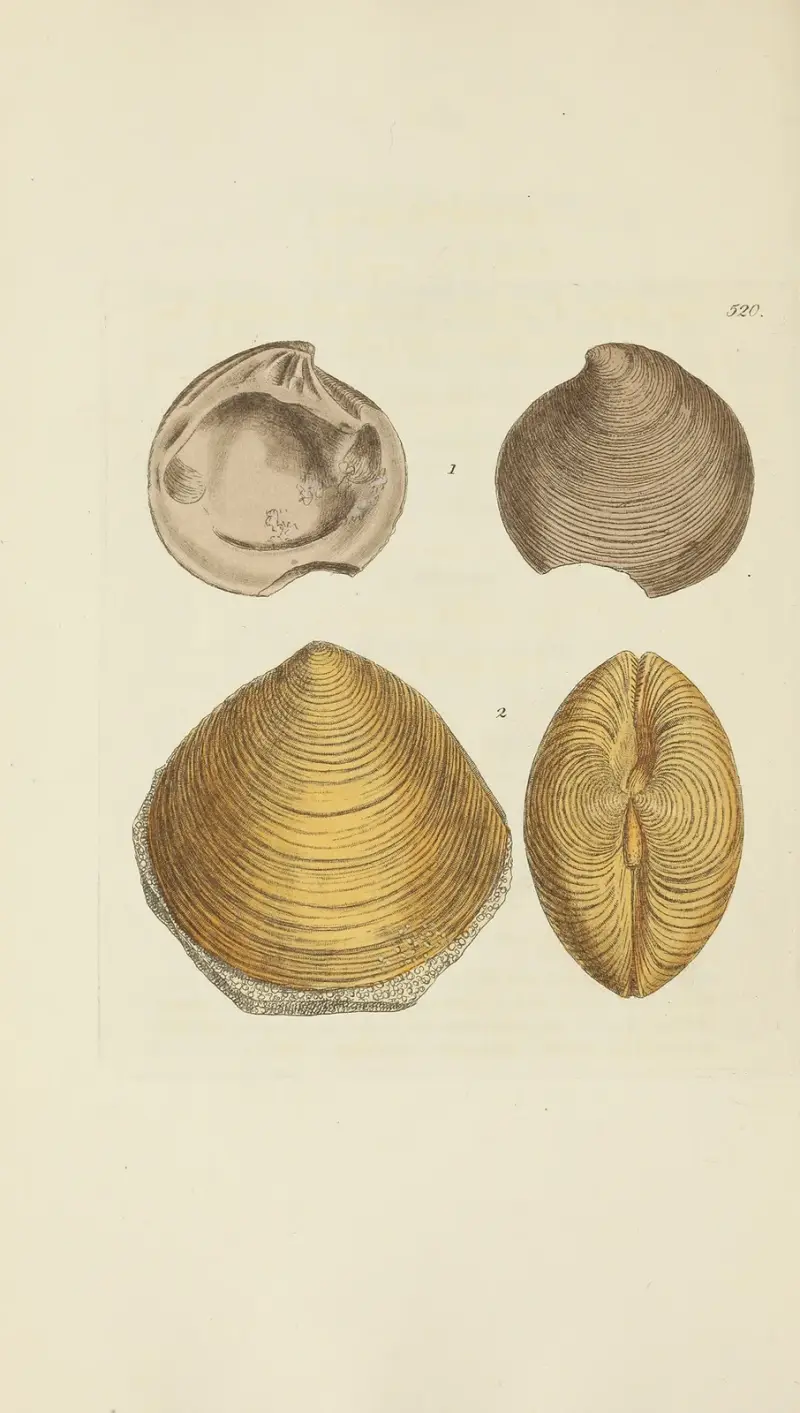 The mineral conchology of Great Britain Pl. 308 av James Sowerby