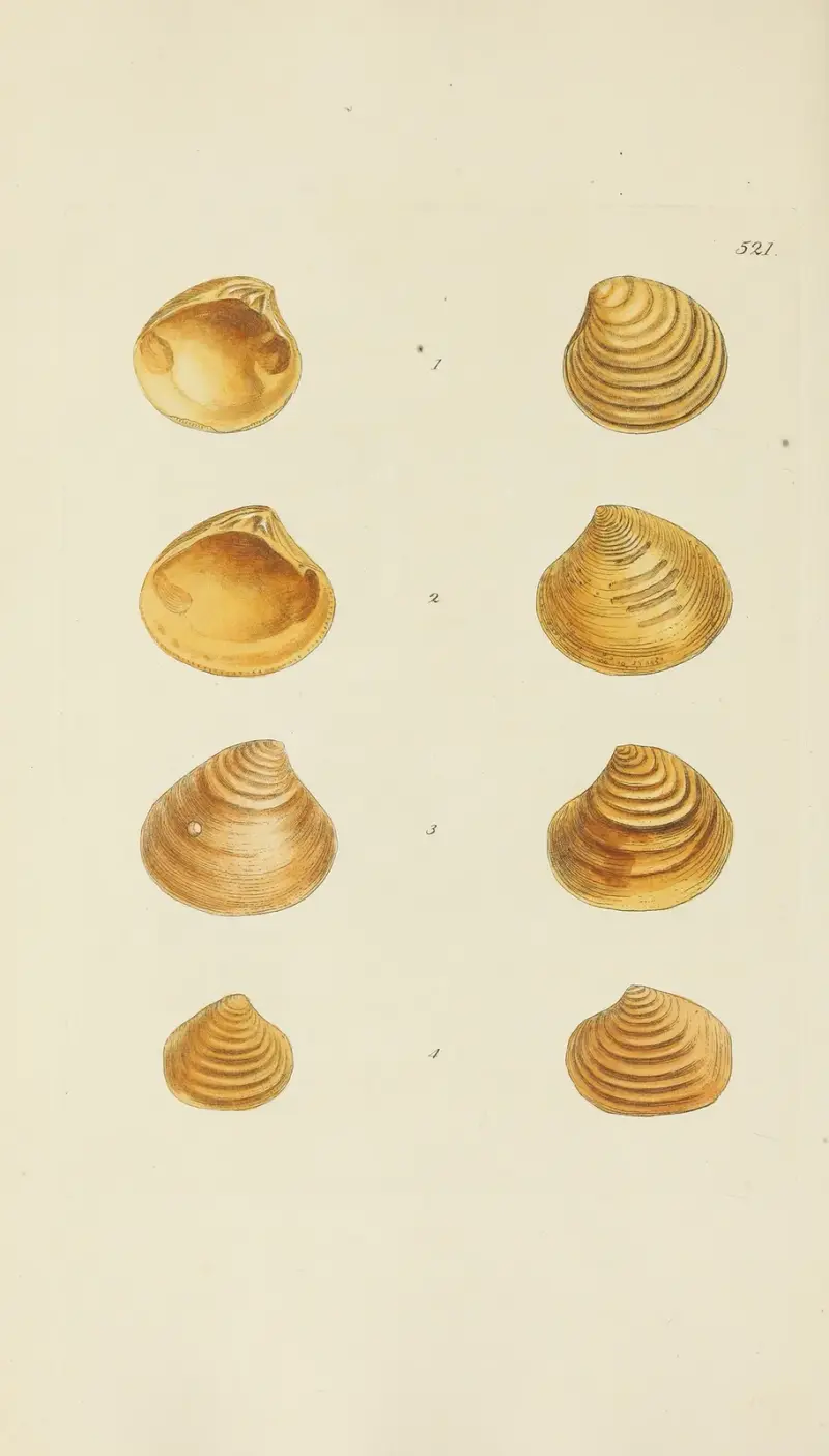 The mineral conchology of Great Britain Pl.309 av James Sowerby