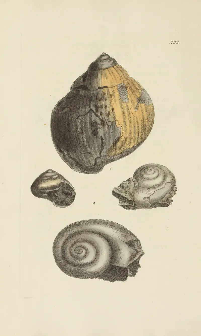 The mineral conchology of Great Britain Pl.310 av James Sowerby