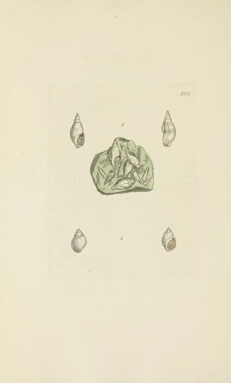 Die Mineral-Conchologie von Großbritannien Taf. 311 von James Sowerby
