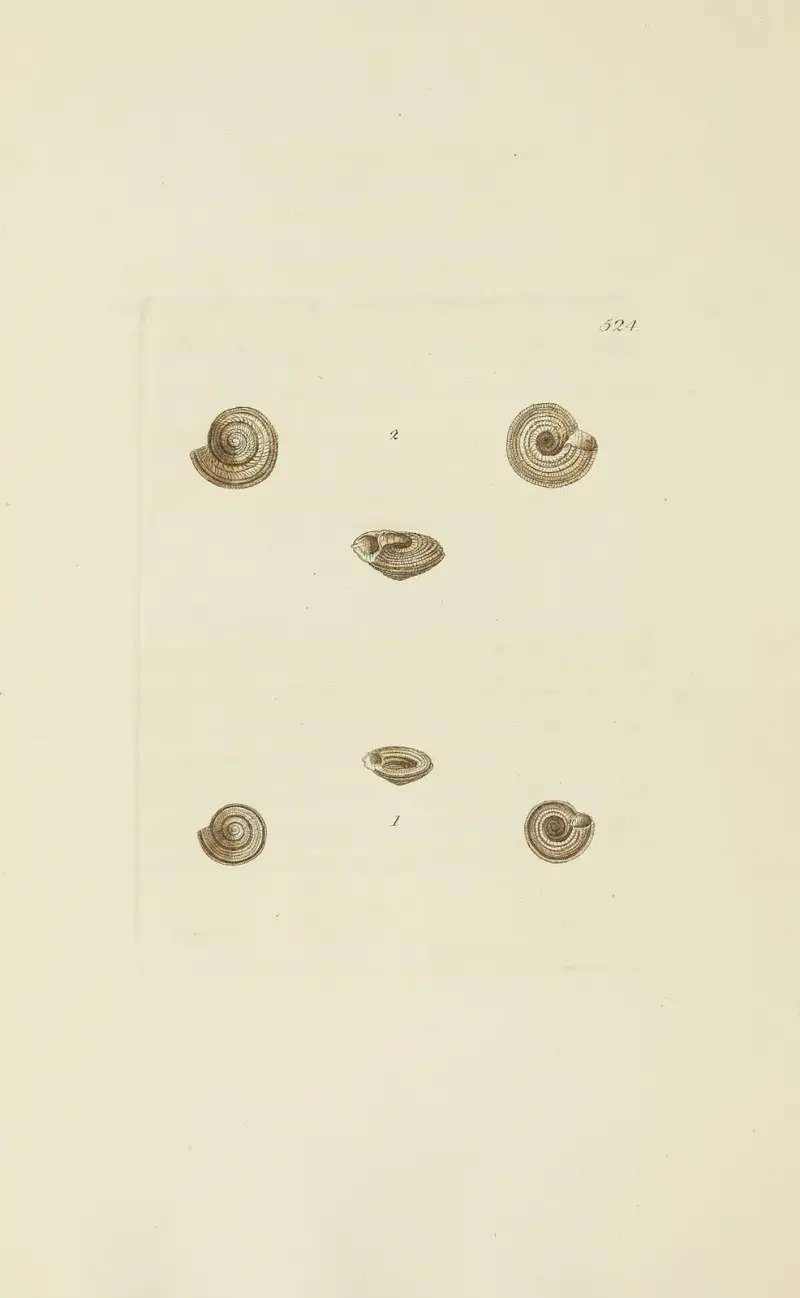 The mineral conchology of Great Britain Pl.312 av James Sowerby