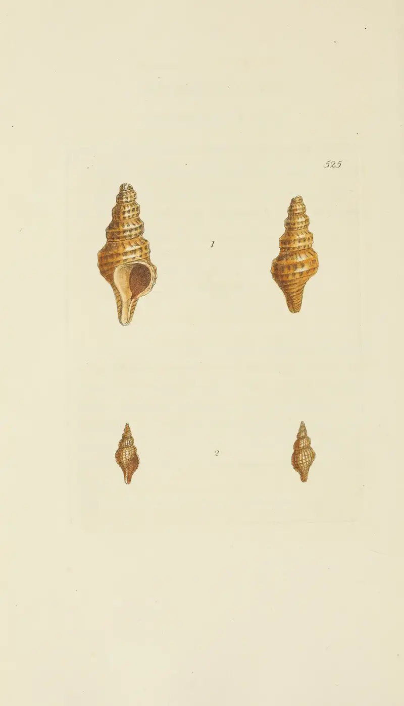 The Mineral Conchology of Great Britain, pl. 313 av James Sowerby