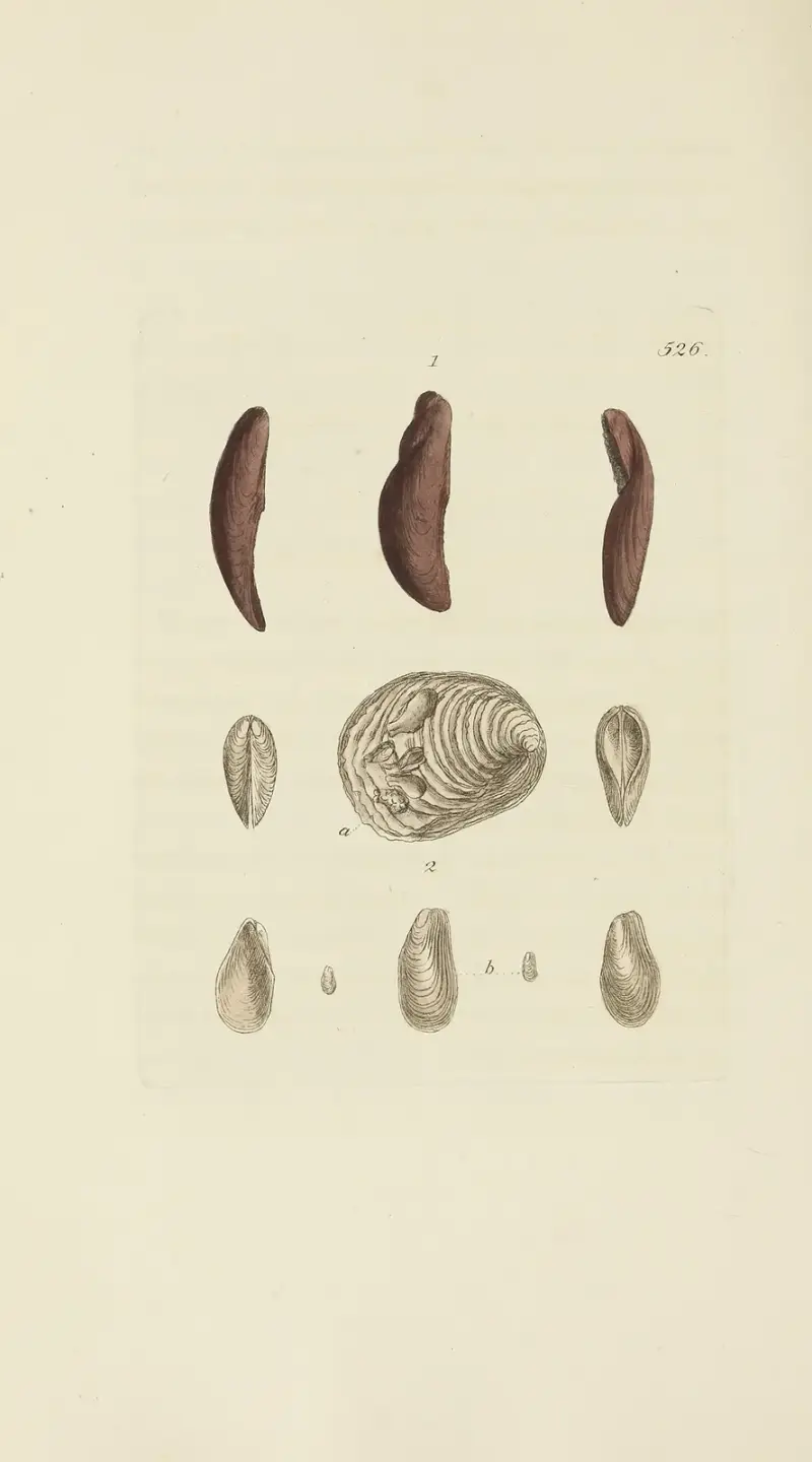 Die Mineral-Conchologie von Großbritannien, Tafel 314 von James Sowerby