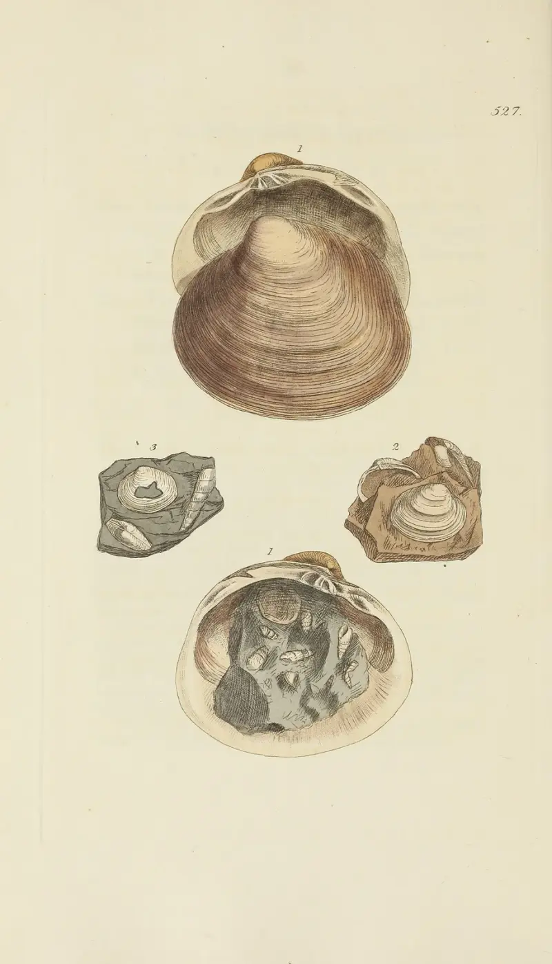 Mineralconchologie von Großbritannien, Tafel 315 von James Sowerby