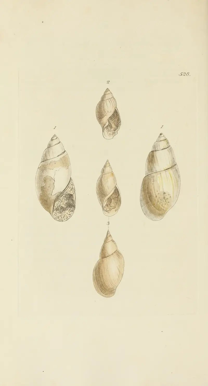 The mineral conchology of Great Britain Pl.316 av James Sowerby