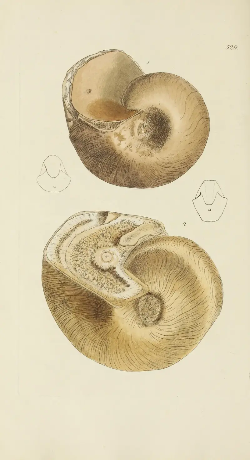 Mineral-conchology of Great Britain, pl. 317 av James Sowerby