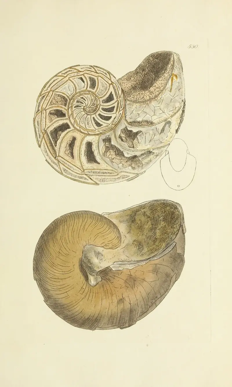 Mineralisk conchyliologi i Storbritannien pl. 318 av James Sowerby