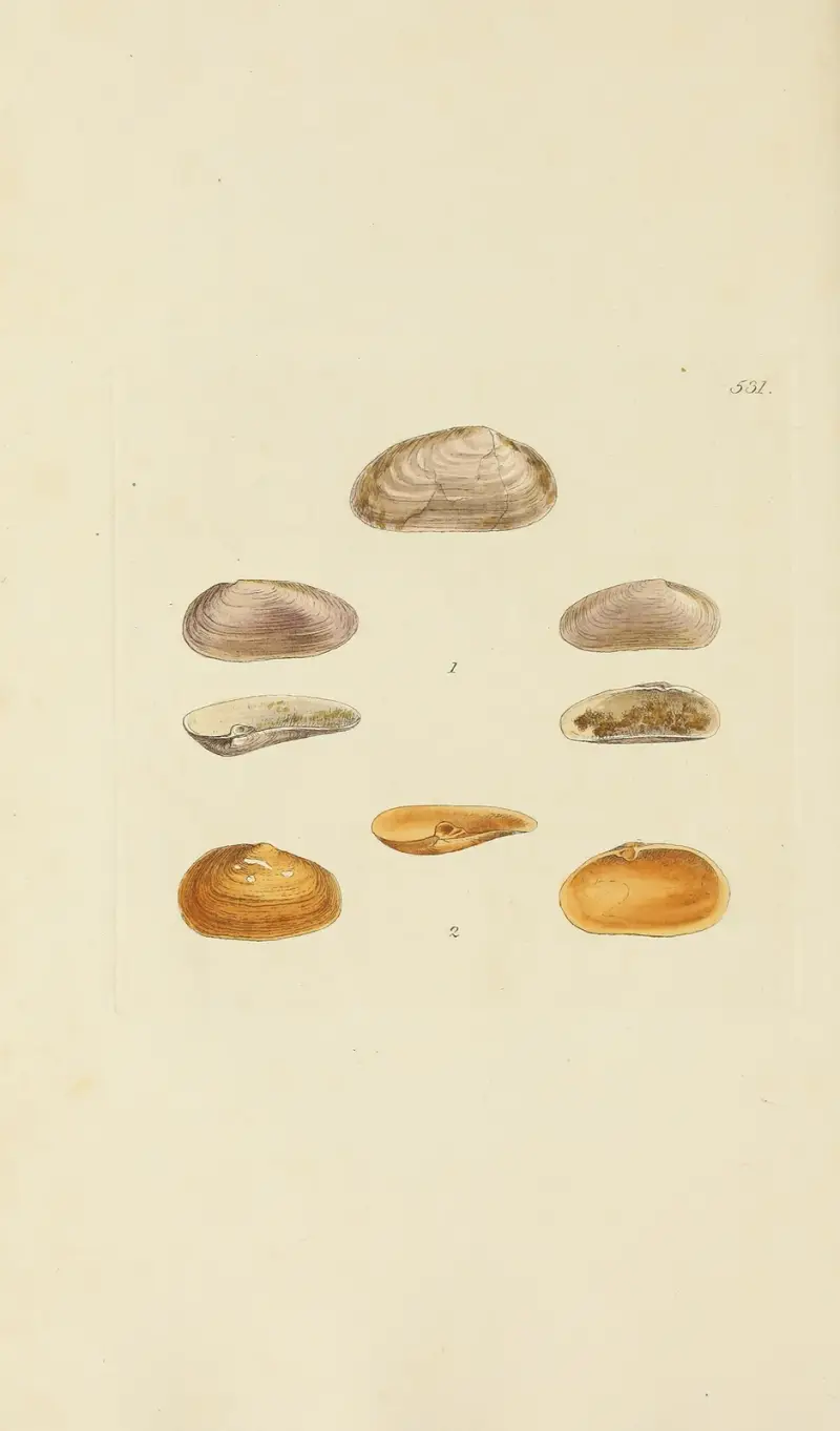 The mineral conchology of Great Britain Pl.319 av James Sowerby