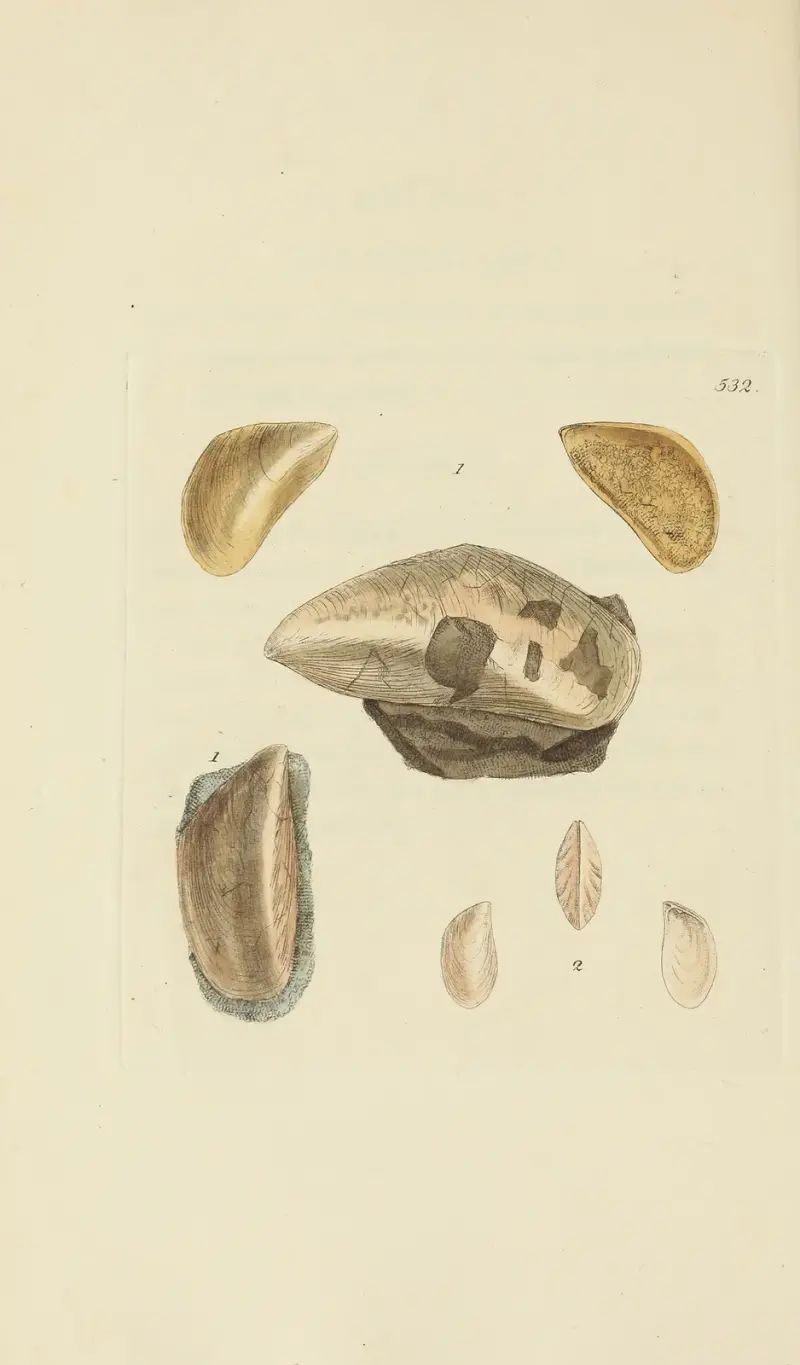 The mineral conchology of Great Britain Pl.320 av James Sowerby