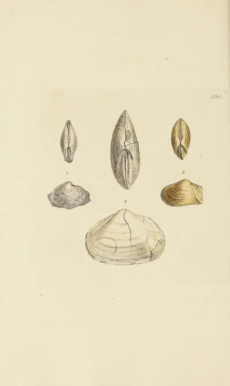 The Mineral Conchology of Great Britain, plansch 322 av James Sowerby