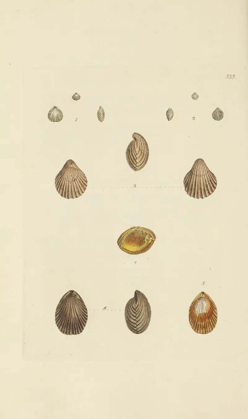 Mineralogi över Storbritanniens snäckor, plansch 323 av James Sowerby