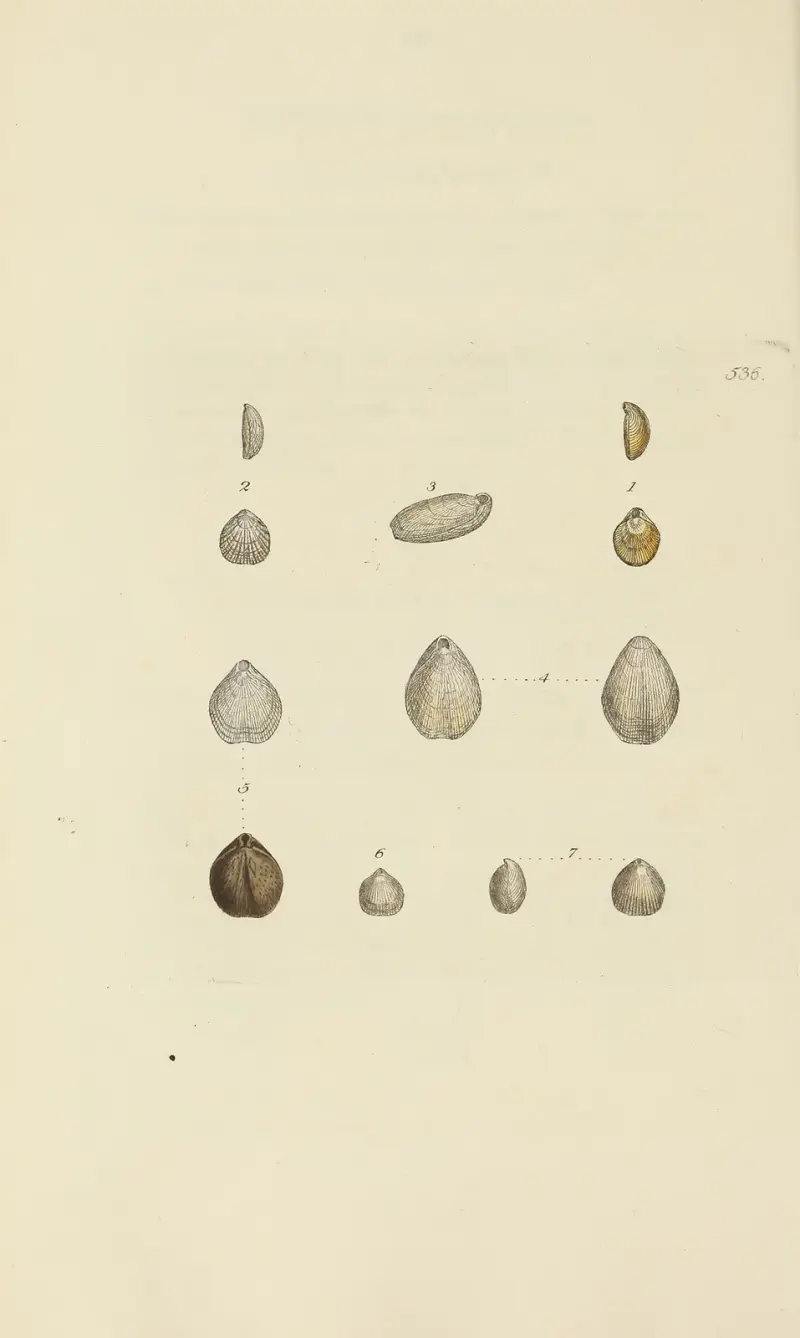 The mineral conchology of Great Britain Pl.324 av James Sowerby