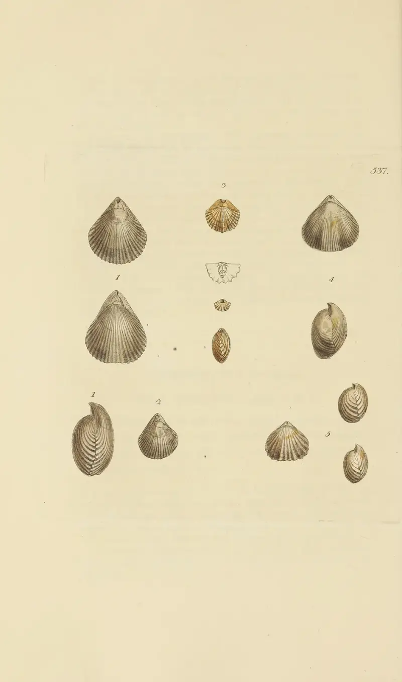 The mineral conchology of Great Britain Pl.325 av James Sowerby