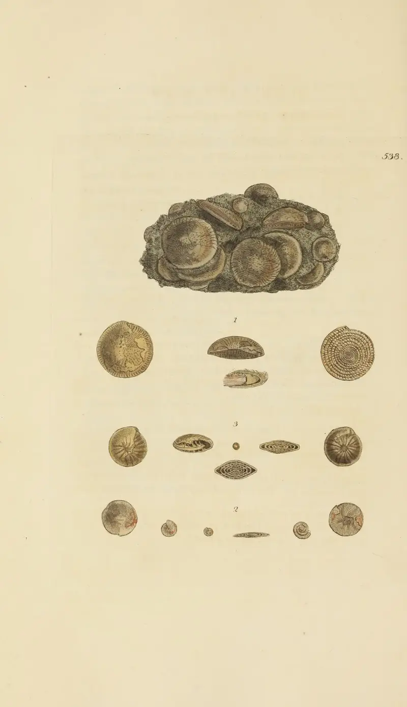 The mineral conchology of Great Britain Pl.326 av James Sowerby