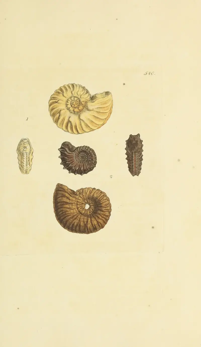 The mineral conchology of Great Britain Pl.328 av James Sowerby