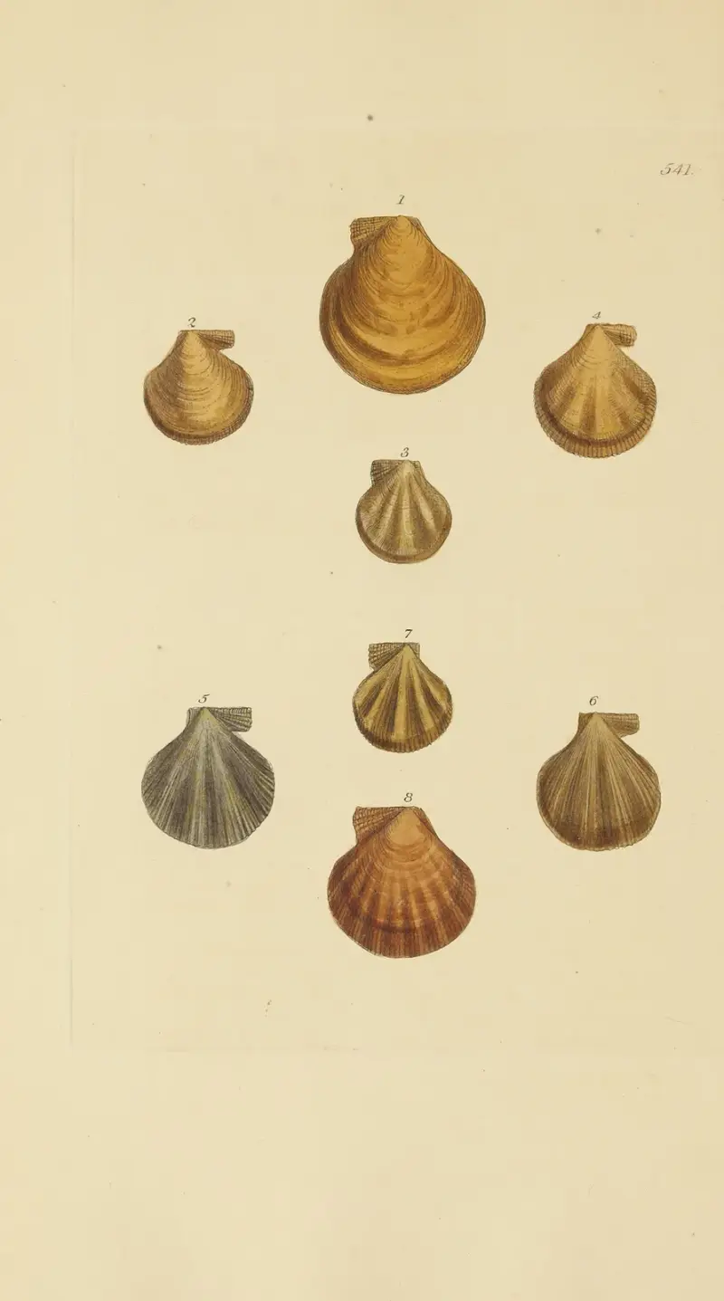 The mineral conchology of Great Britain Pl.329 av James Sowerby