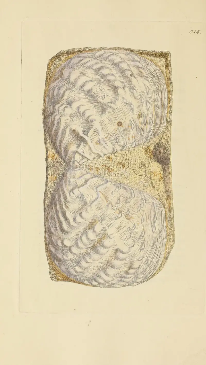 The mineral conchology of Great Britain Pl.332 av James Sowerby