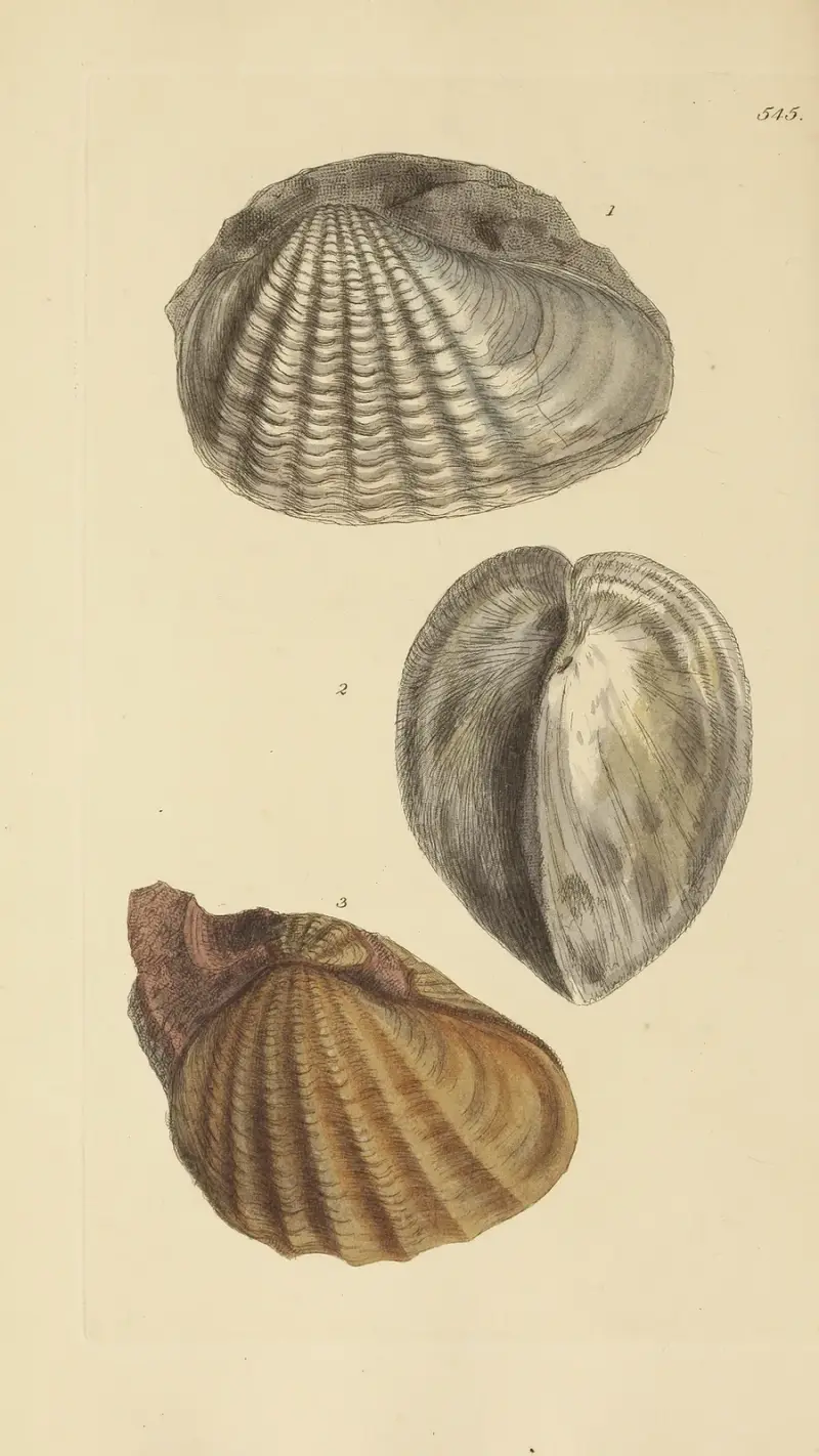 The mineral conchology of Great Britain Pl.333 av James Sowerby