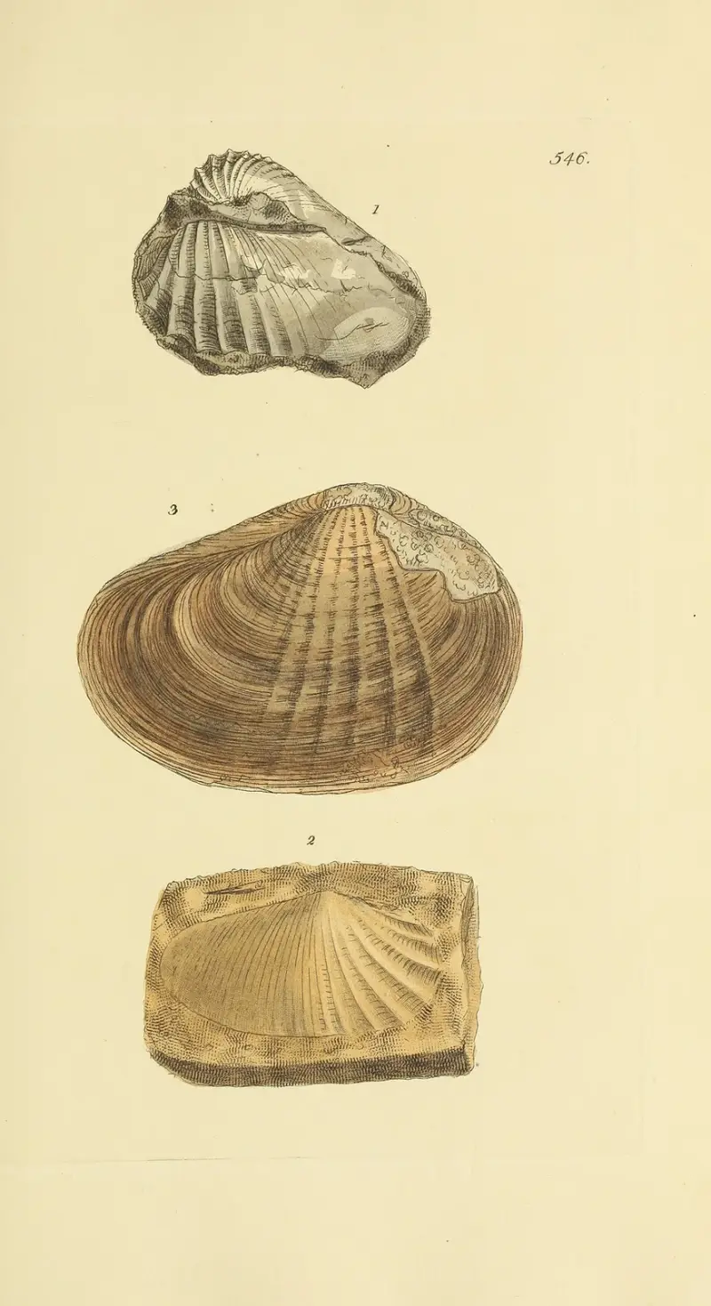 The mineral conchology of Great Britain Pl.334 av James Sowerby