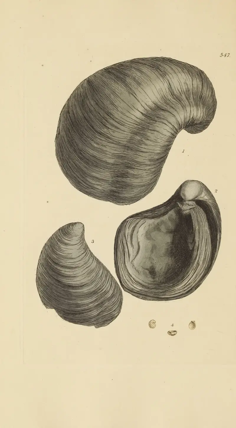 The mineral conchology of Great Britain Pl.335 av James Sowerby