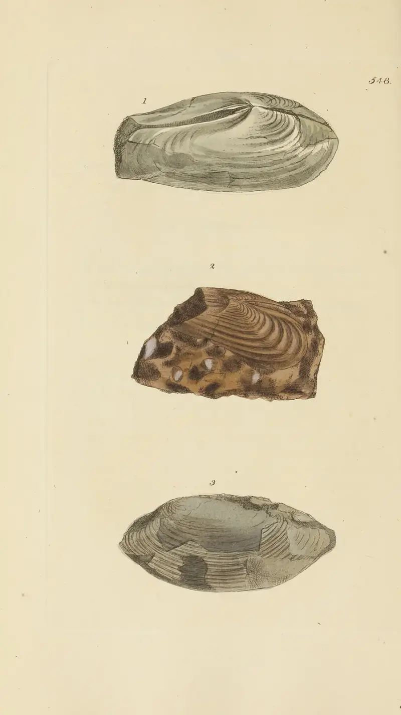 Mineralconchologi från Storbritannien, plansch 336 av James Sowerby