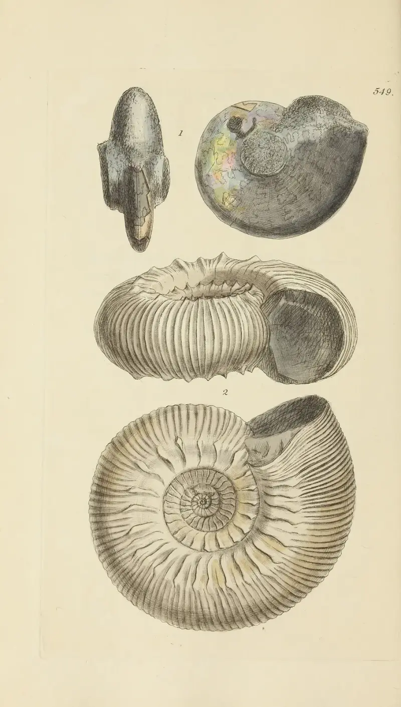Mineralconchologi från Storbritannien, plansch 337 av James Sowerby