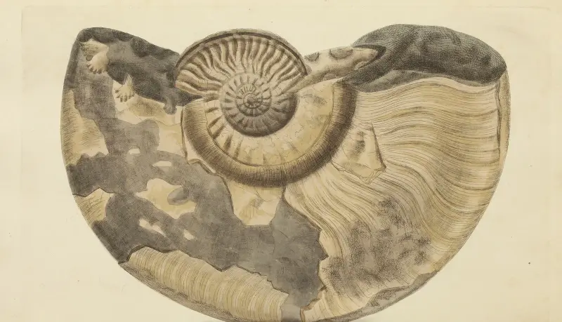 Mineralconkologi från Storbritannien pl. 338 av James Sowerby