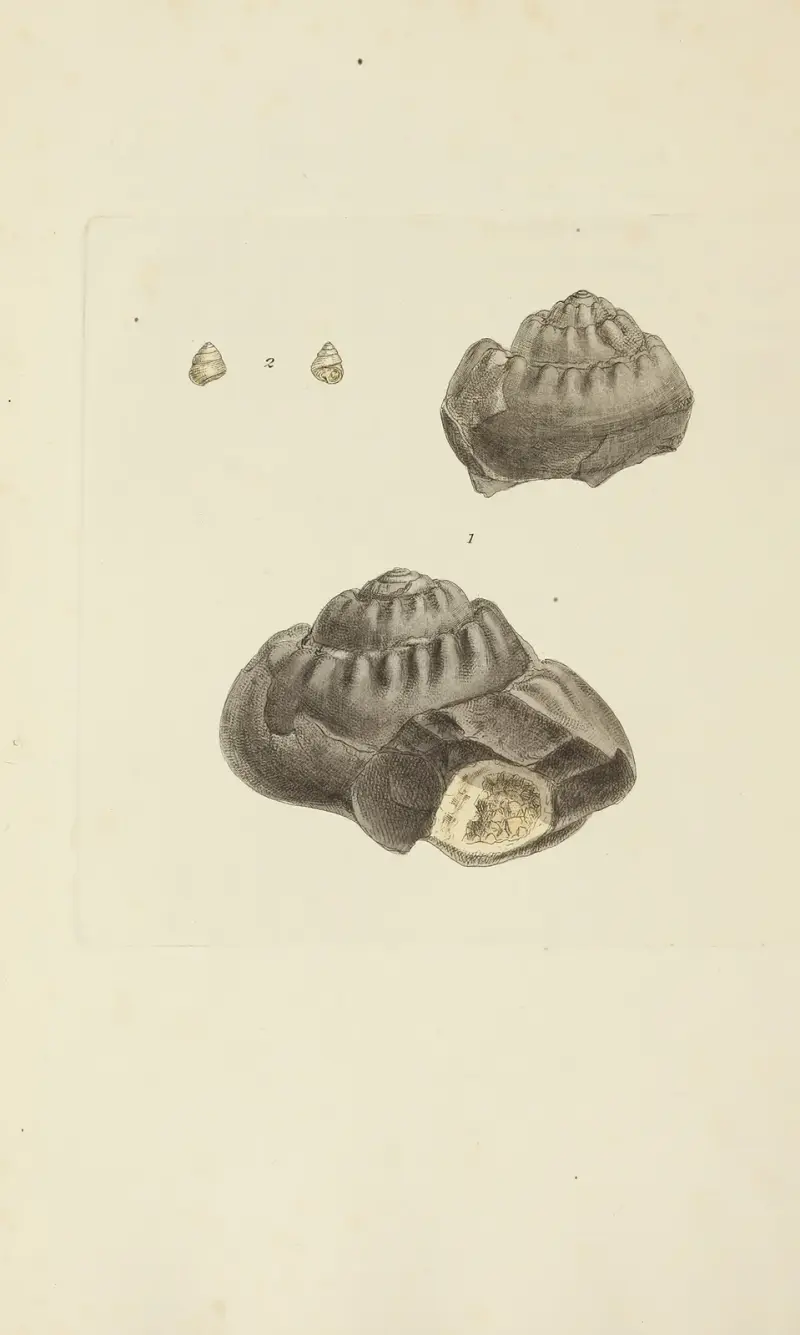 The mineral conchology of Great Britain Pl.339 av James Sowerby