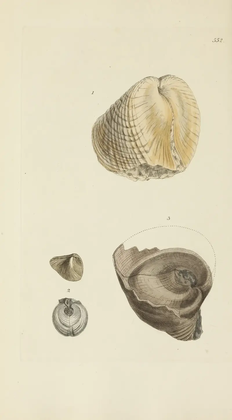 The mineral conchology of Great Britain Pl.340 av James Sowerby