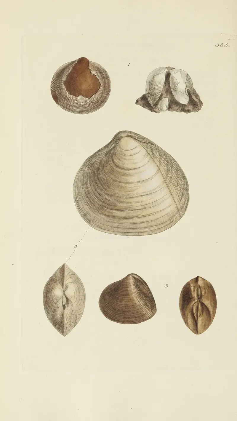 Mineral-konchyliologi från Storbritannien pl. 341 av James Sowerby