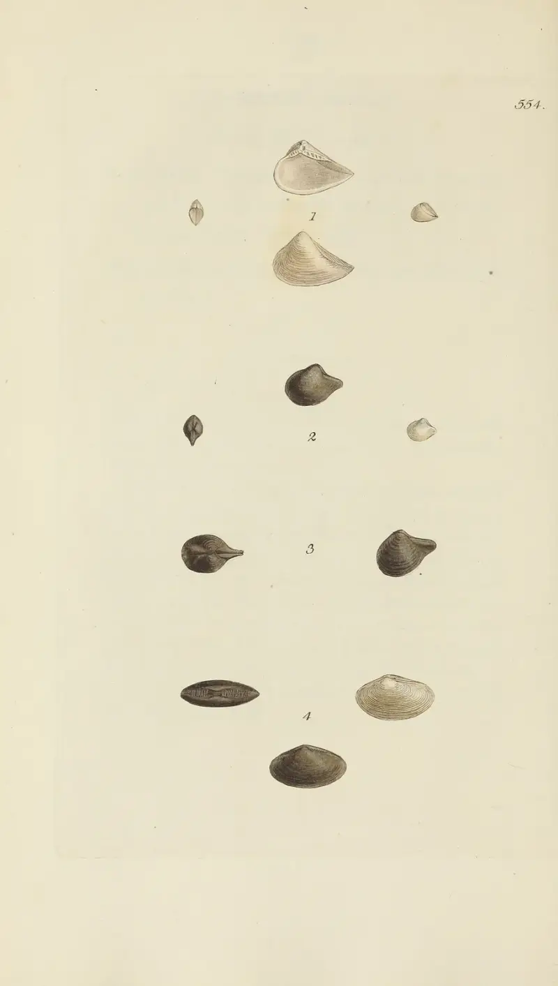 Die Mineral-Conchologie Großbritanniens Tafel 342 von James Sowerby