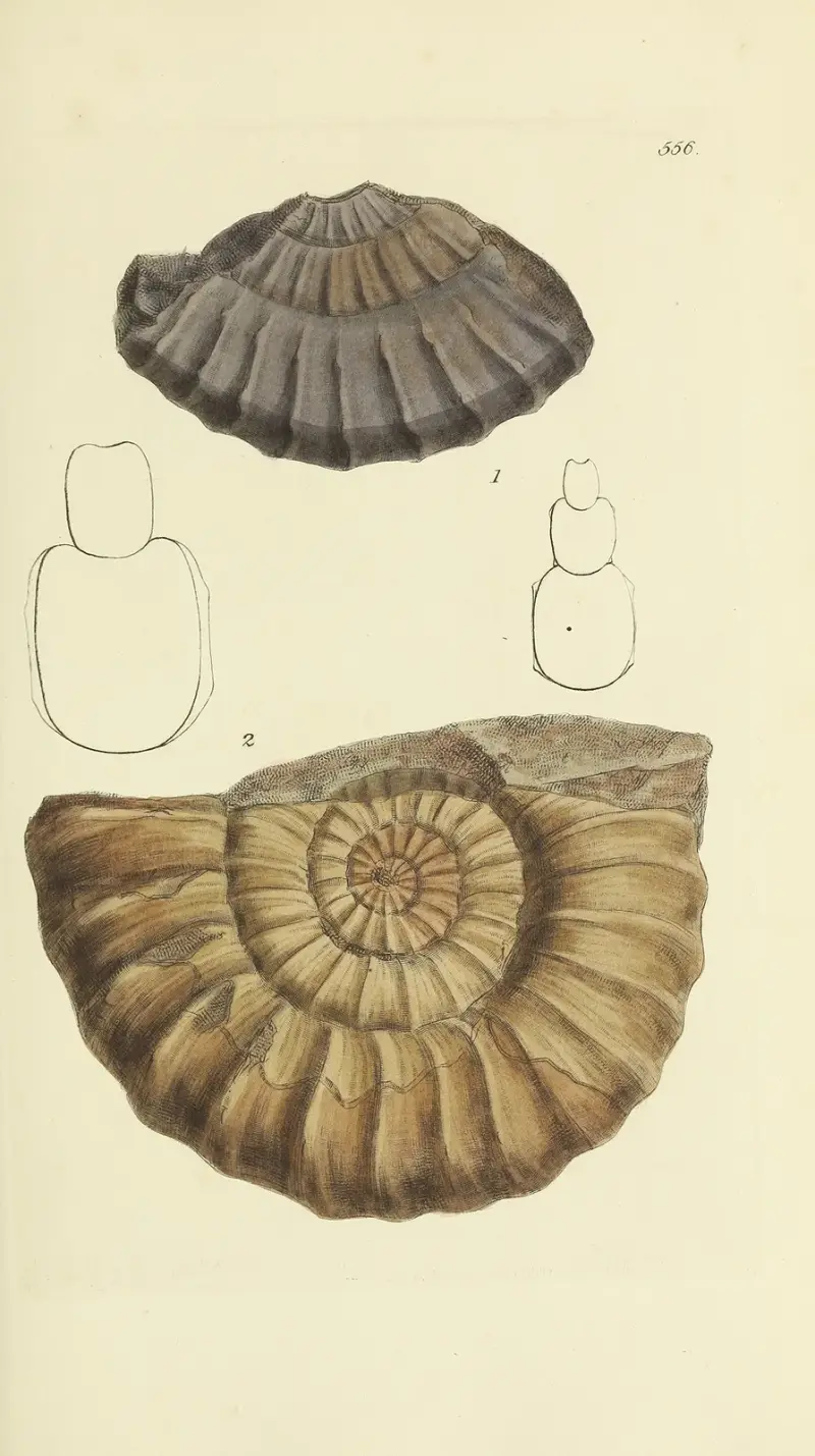 The mineral conchology of Great Britain Pl.344 av James Sowerby