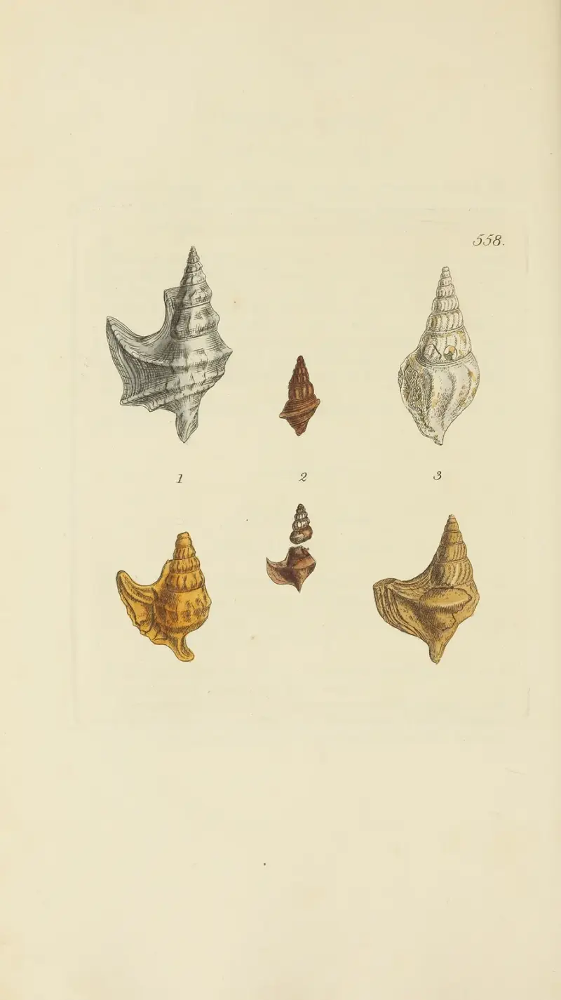 The mineral conchology of Great Britain Pl.346 av James Sowerby