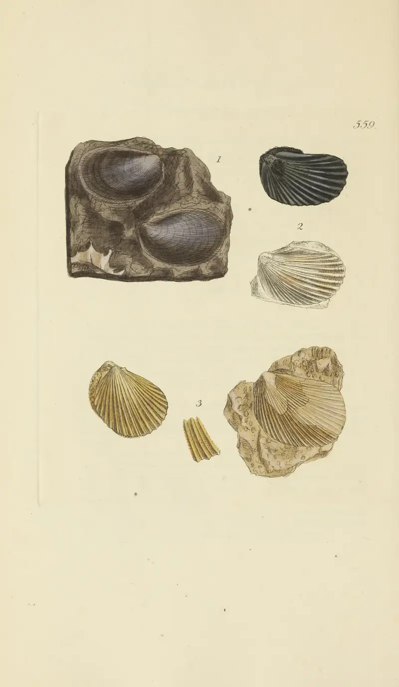 The mineral conchology of Great Britain Pl.347 av James Sowerby