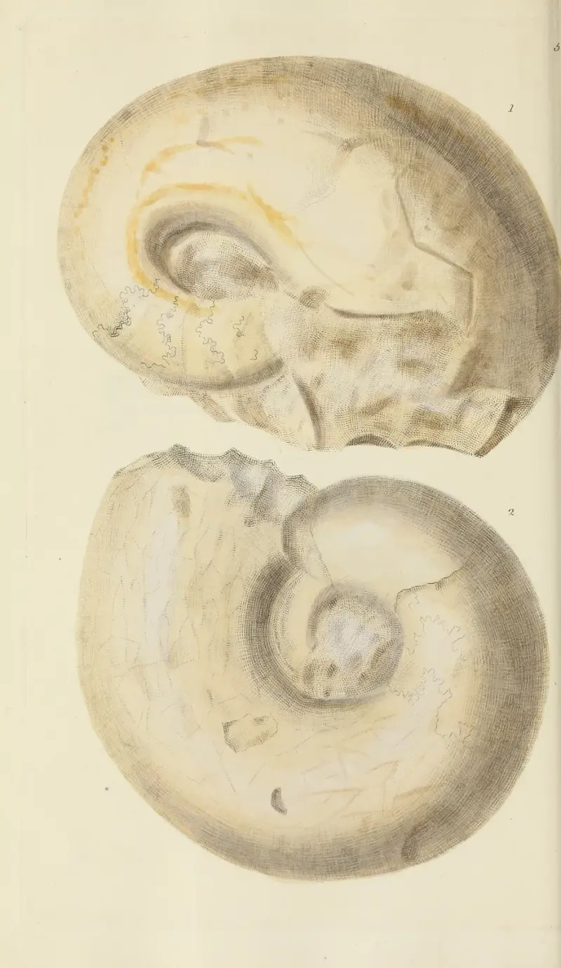 Mineralconchology av Storbritannien, plansch 351 av James Sowerby